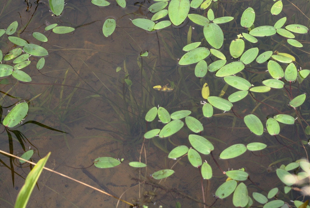 Pianta acquatica